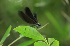 Atrocalopteryx atrata
