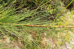 Anginon difforme