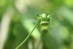 Carpesium divaricatum