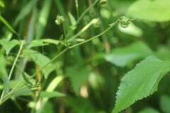 Carpesium divaricatum