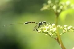 Gasteruption japonicum