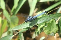 Orthetrum melania melania
