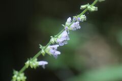 Salvia japonica