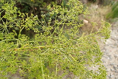 Anginon difforme