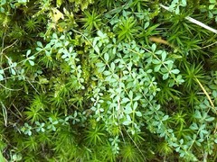Galium saxatile