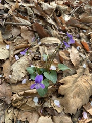 Violaceae