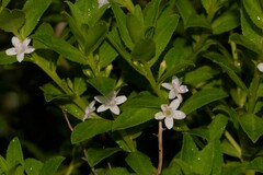 Myoporum caprarioides