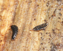 Stratiomyomorpha