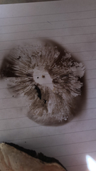 Agaricineae