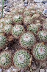 Mammillaria bombycina