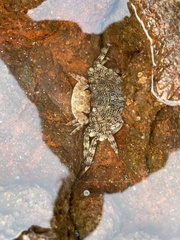 Leptograpsus variegatus
