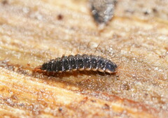 Stratiomyomorpha