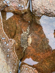 Leptograpsus variegatus