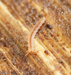 Tenebrionoidea