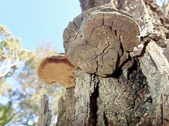 Hymenochaetaceae