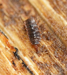 Stratiomyomorpha