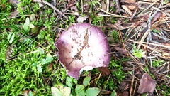 Russula cyanoxantha