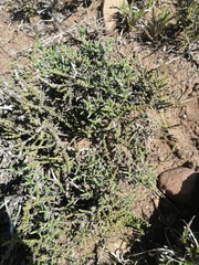 Eriocephalus ericoides
