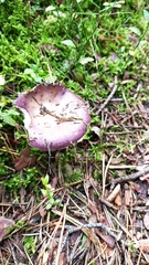 Russula cyanoxantha