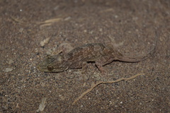Hemidactylus flaviviridis
