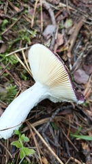 Russula cyanoxantha