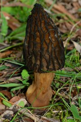 Morchella australiana
