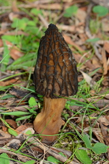 Morchella australiana