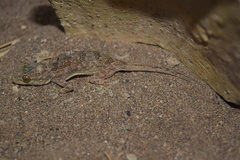 Hemidactylus flaviviridis