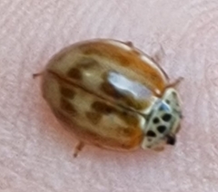 Harmonia quadripunctata