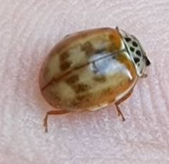 Harmonia quadripunctata