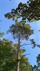 Pinus