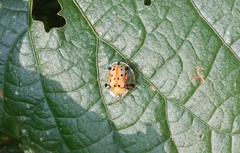 Aspidimorpha miliaris