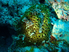 Micromussa regularis