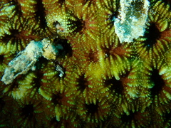 Micromussa regularis