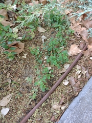 Oxalis corniculata