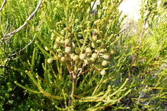 Berzelia intermedia