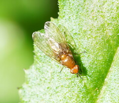 Lauxaniidae