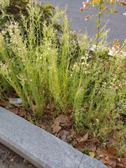 Erigeron canadensis