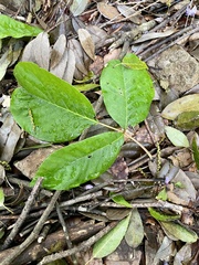 Toxicodendron orientale