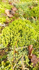 Rhytidiadelphus squarrosus