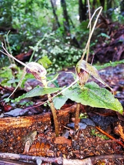 Corybas acuminatus