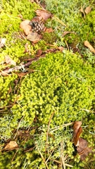 Rhytidiadelphus squarrosus