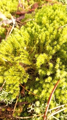 Rhytidiadelphus squarrosus