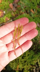 Rhytidiadelphus squarrosus