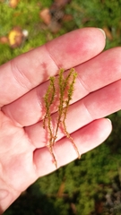 Rhytidiadelphus squarrosus