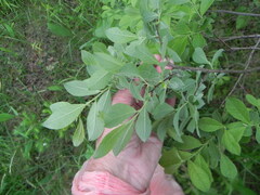 Salix aurita
