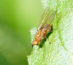 Lauxaniidae