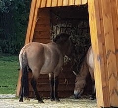 Equus ferus przewalskii