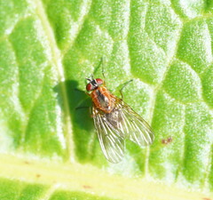 Helinomydaea