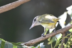 Vireo flavoviridis